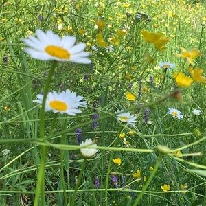 Meet your Posher, Shyloh